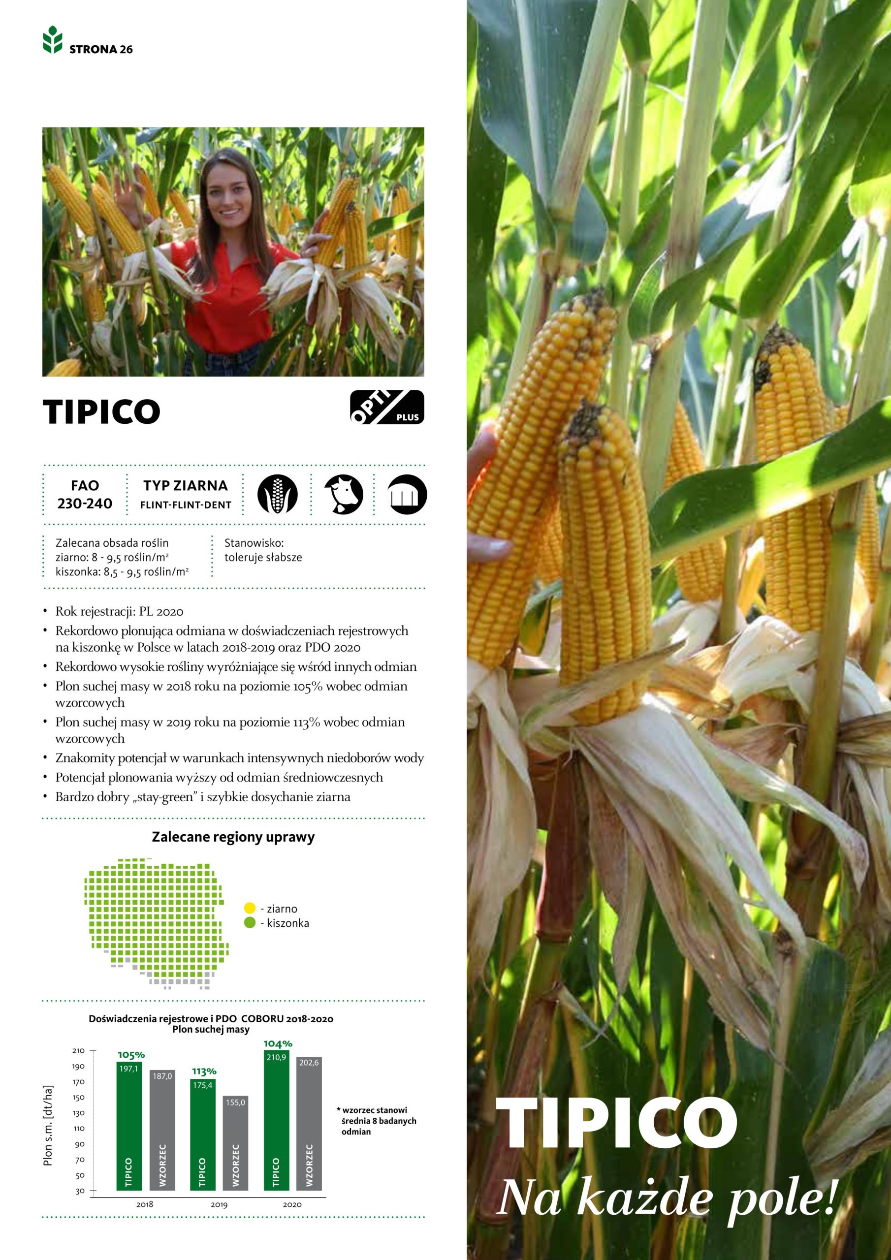 kukurydza tipico fao 230 240