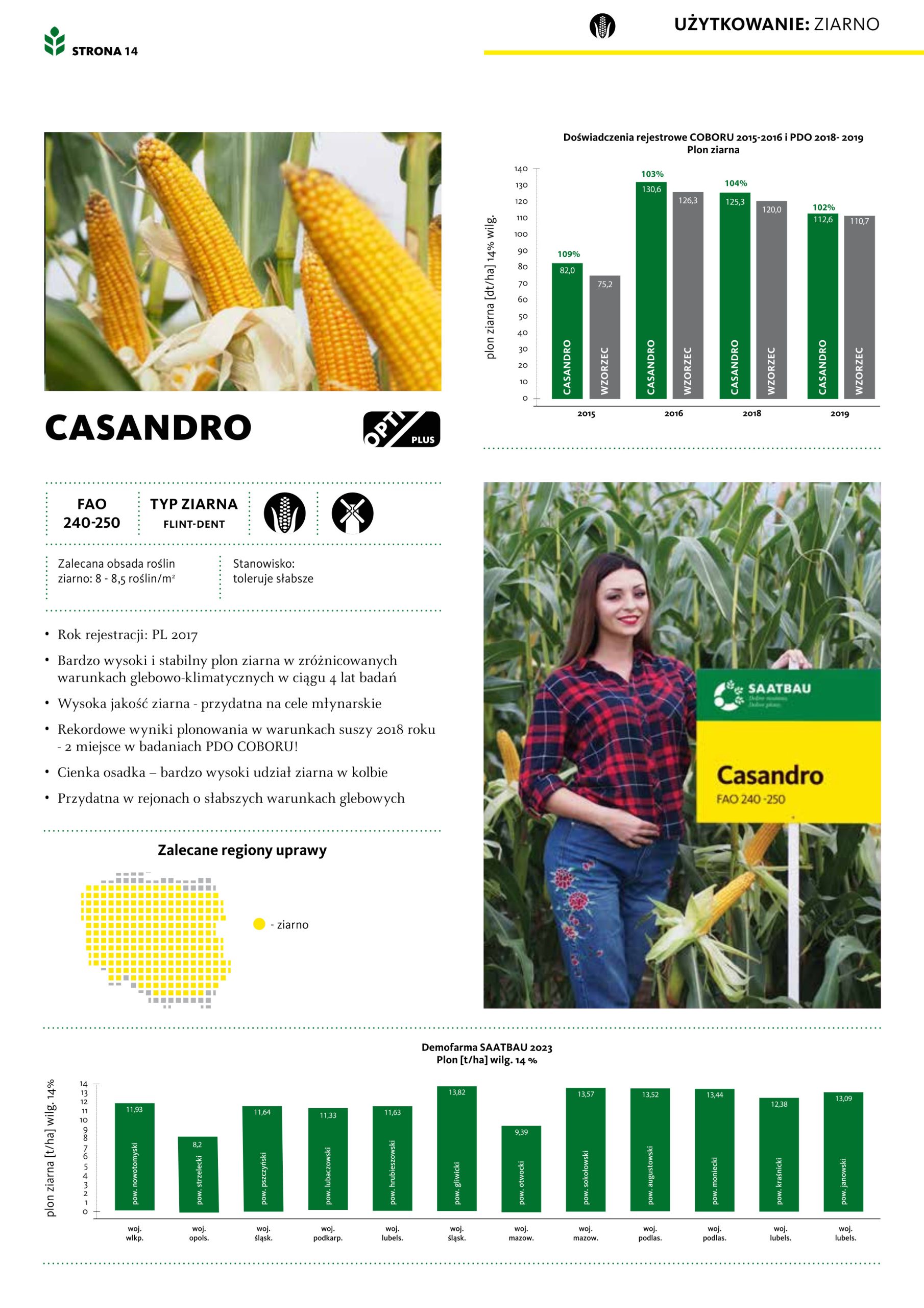 kukurydza casandro (50tyś) fao 240 250