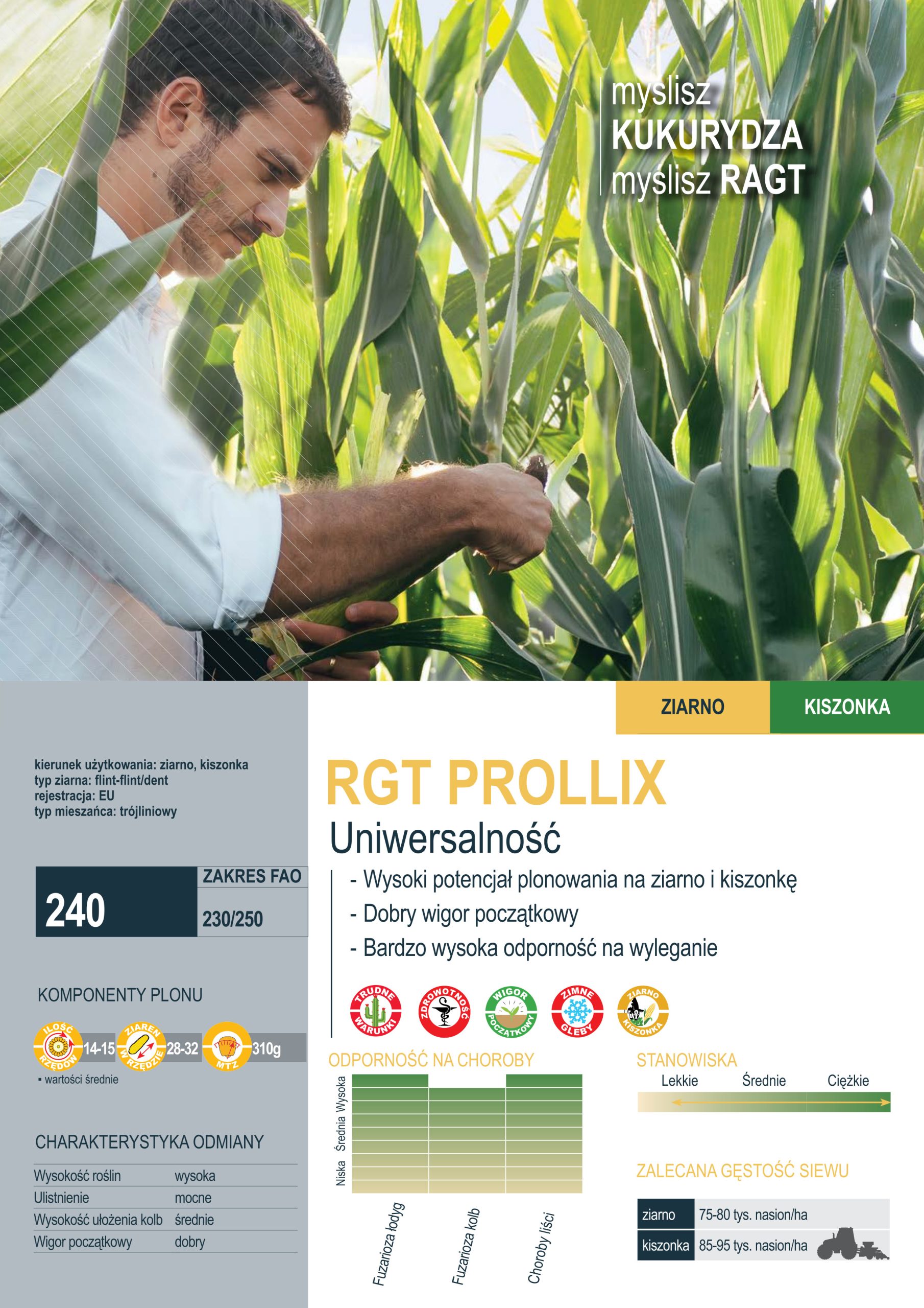 kukurydza rgt prollix fao 240