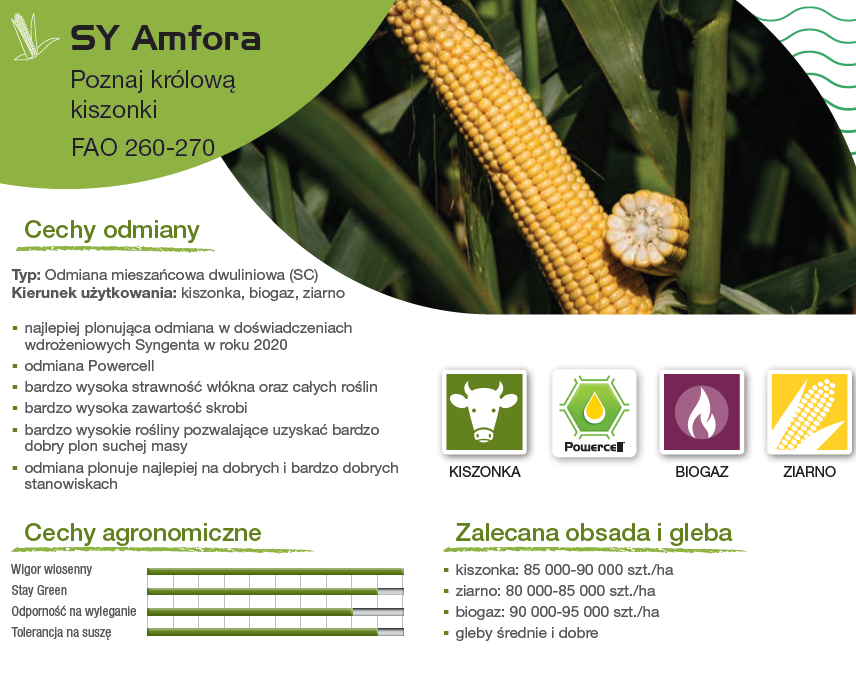 kukurydza sy amfora (50tyś) fao 260 270 kiszonka