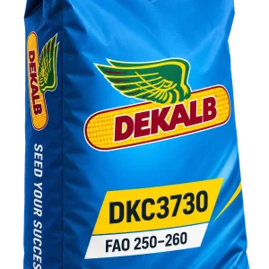 Nasiona kukurydzy DKC3730 FAO 250–260 (50 tys.) – ziarno