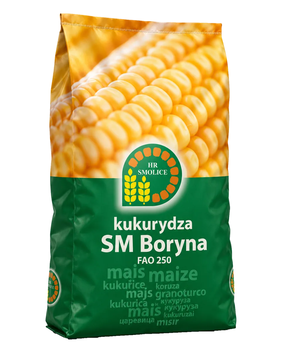 sm boryna Nasiona kukurydzy SM Boryna FAO 250 (50 tys.) – kiszonka i biogaz