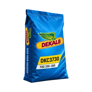 Nasiona kukurydzy DKC3730 FAO 250–260 (50 tys.) – ziarno