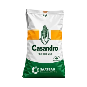 Nasiona kukurydzy Casandro FAO 240–250 (50 tys.) – ziarno